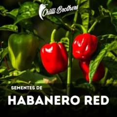 12 sementes de pimenta  Habanero Red Chilli Brothers