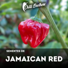 12 sementes de Pimenta Jamaican Red Chilli Brothers