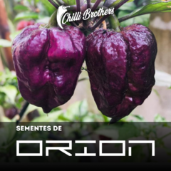 12 sementes de Pimenta Orion Chilli Brothers