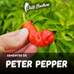 12 sementes de Pimenta Peter Pepper Chilli Brothers