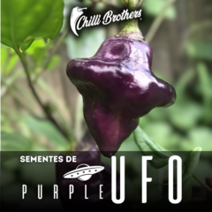 12 sementes de Pimenta Purple UFO Chilli Brothers