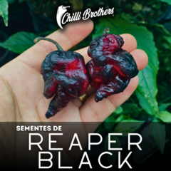 12 sementes de Pimenta Reaper Black Chilli Brothers