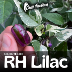 12 sementes de Pimenta RH Lilac