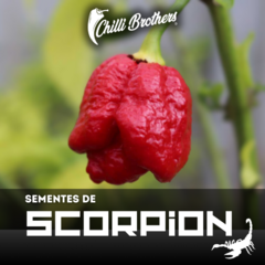 12 sementes de Pimenta Trinidad Scorpion SEGUNDA MAIS FORTE DO MUNDO Chilli Brothers