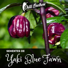 12 sementes de Pimenta Yaki Blue Fawn Chilli Brothers