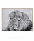 Quadro Decorativo Lion in the Wind - comprar online