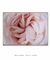 Quadro Decorativo Rosa Rosa - comprar online