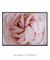 Quadro Decorativo Rosa Rosa na internet
