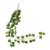 Planta Colgante Sandia en internet