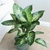 Planta Artificial 65 Cm - Monstera