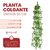 Planta Colgante Vintage 50 Cm - comprar online