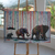Quadro Decorativo Elefante da Sabedoria - comprar online
