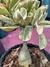 Variegata BLACK DELTA - loja online