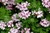 Hidrolato de Gerânio Brasil (Pelargonium graveolens) - 200mL - comprar online