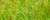 Óleo essencial de Palmarosa (Cymbopogon martinii) - 100mL - comprar online