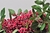Óleo essencial de Pimenta Rosa (Schinus terebinthifolius) ORGÂNICO - 500mL - comprar online