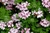 Hidrolato de Gerânio Brasil (Pelargonium graveolens) - 1L - comprar online