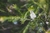 Hidrolato de Melaleuca (Melaleuca alternifolia) ORGÂNICO - 200mL - comprar online