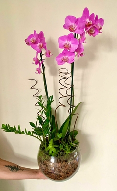 orquídea pink com suculentas