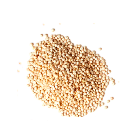 Semilla de quinoa