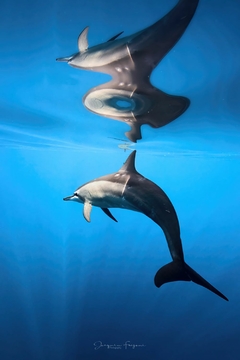 Spinner Dolphin