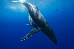 Mi amigo y la ballena
