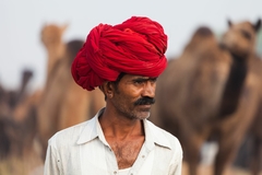 Camellero del Thar