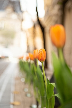 Calle Arroyo tulipanes