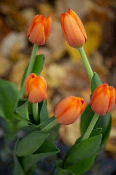 Tulipanes calle Arroyo