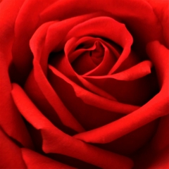 Serie Flores - Flor de Rosa