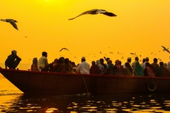 Gaviotas del Ganges