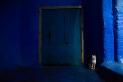 Gato en Blue