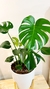 Monstera + Maceta 27+ soporte 35 cm - comprar online