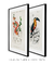 Conjunto 2 Quadros Decorativos Ilustrações Naturais Cydonia e Tucano