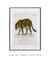 Quadro Decorativo Charles Dessalines Jaguar (Panthera Onca) - loja online