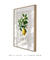 Quadro Decorativo Charles Dessalines Lemon (Citrus Limonium) - Moderna Quadros Decorativos | Cupom Aqui