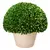 Buxus en maceta