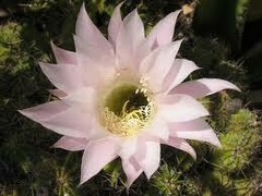 Extrato 25 - Cactus Flor (CACTUS FLOR) - 100ml