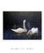 Quadro Swans in Reeds (1907) Bruno Liljefors na internet