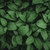 Papel De Parede Personalizado Jardim Vertical Green Leaves - loja online