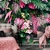 Papel de Parede Personalizado Jardim Vertical Rosé na internet