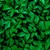 Papel De Parede Personalizado Jardim Vertical Folhas Verdes - loja online