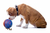 Pet Ball - Pet Games