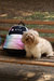 Mochila Super Nova - Dog Friends Forever na internet