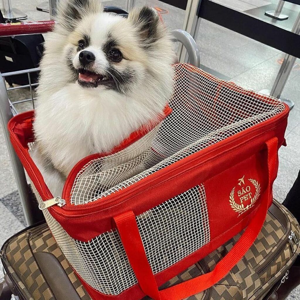 Bolsa de Transporte Aéreo para Cachorro - Latam Bolsas e Mochilas Barlô Pet  Comfort