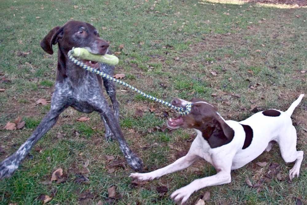Kong airdog fetch stick with rope hotsell