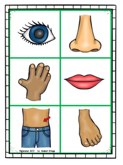 Lotería de partes del cuerpo en internet