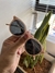 Óculos Ilha Guadalupe Nude na internet