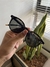 Óculos Ilha Guadalupe Black - comprar online