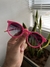 Óculos Ilha Guadalupe Rosa Neon na internet